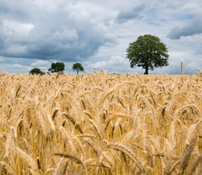 Economía.- La FCAC prevé una caída del 38% de la cosecha de cereal de invierno este año en Catalunya