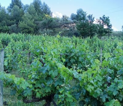Economía.-Gobierno vasco pide a Agricultura anular las modificaciones de Estatutos y pliego de condiciones de DOCa Rioja