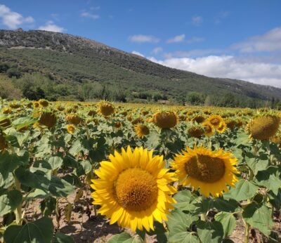 Economía.- La producción mundial de semillas de girasol alcanzará récord esta campaña, según la AEG