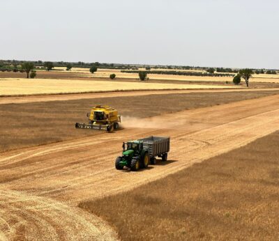 Economía/Agricultura.- AVA-Asaja reclama ayudas ante «la pérdida de cosechas enteras de cereal» por la sequía