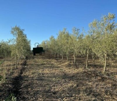 Economía.- Apag exige ayudas para las producciones excluidas de las anteriores convocatorias como el olivar y la vid
