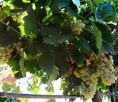 Economía.-La Unión presentará denuncia ante la AICA por contratos de uva para cava que se paguen por debajo de 0,54 €/kg