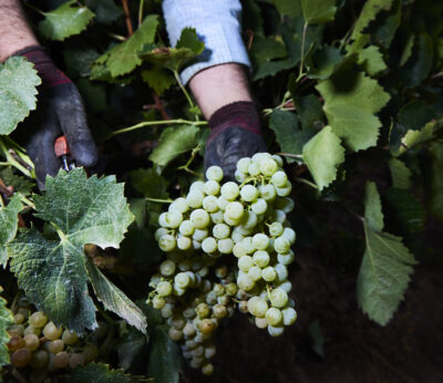 Economía.- Las solicitudes de pago para la cosecha en verde de uva de vinificación ascienden a 13,37 millones