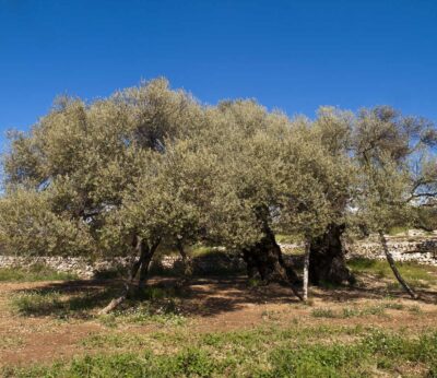 Economía- Unió prevé una campaña «ruinosa» para productores de aceite pese a que la producción será ligeramente superior
