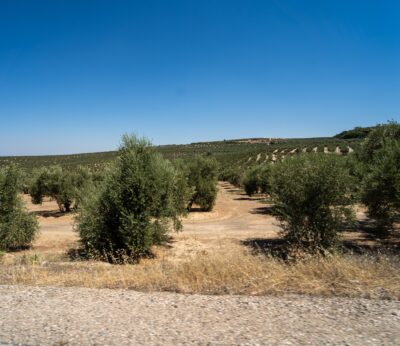 Economía.- UPA señala que el precio del aceite de oliva es «intangible» para el agricultor porque no hay cosecha