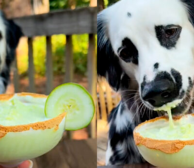 Este margarita para perros se está haciendo viral en TikTok