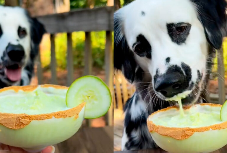Este margarita para perros se está haciendo viral en TikTok