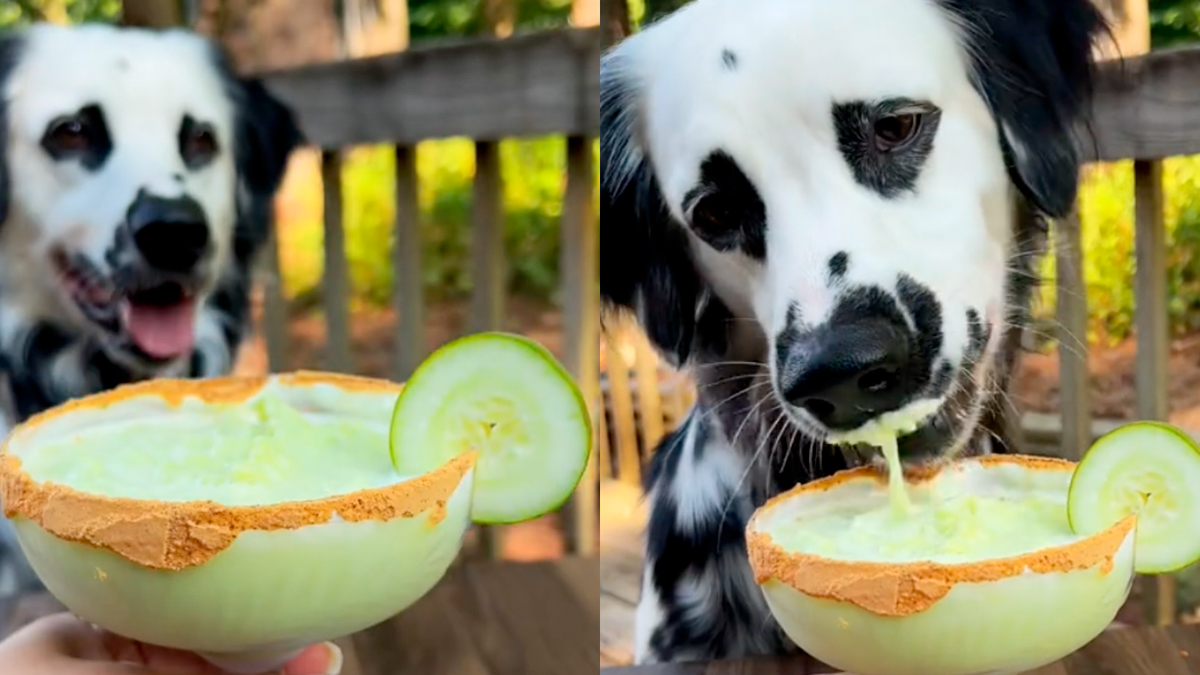 This margarita for dogs is going viral on TikTok