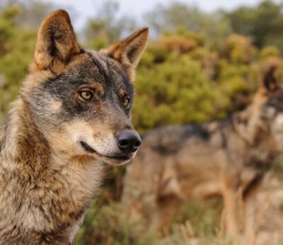 Economía.- (AMP) Los ganaderos piden actualizar el censo de lobos en Europa antes de relajar o no su protección