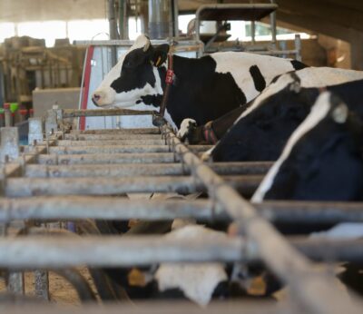 Economía.- Agricultura dice estar en contacto «permanente» para controlar el virus hemorrágico epizoótico (EHE)