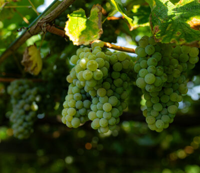 Economía.- COAG pide a AICA actuar de oficio ante precios de la uva por debajo de costes presentados por grandes bodegas
