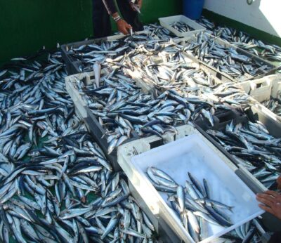 Economía.- Planas critica la postura «unilateral» de Noruega para fijar cuotas «inaceptables» para la UE