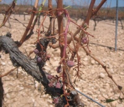 Economía.- La tormenta de pedrisco afecta a 4.000 hectáreas en Requena (Valencia) y «remata» la campaña de vendimia