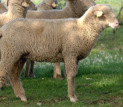 Economía.- El TJUE desestima el recurso de España contra la corrección de 5 millones que Bruselas aplicó a ayuda bovina