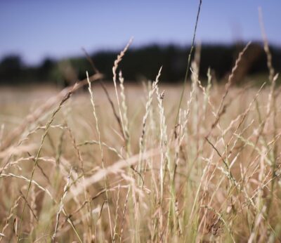 Economía.- Bruselas no descarta procedimientos de infracción contra Polonia, Hungría y Eslovaquia por vetos al grano
