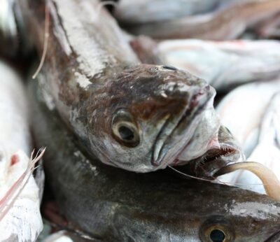 Economía/Pesca.- El IEO estudia el estado de los recursos pesqueros del Cantábrico y Galicia