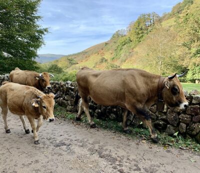 Economía.- Unión de Uniones critica la falta de comprensión de la Administración de la Enfermedad Hemorrágica Epizoótica