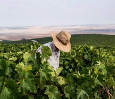 Economía.- Concluye la vendimia en el Marco de Jerez con 50 millones de kilos de uva y un alto nivel de calidad