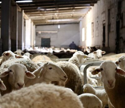 Economía/Ganadería.- C-LM levanta las últimas restricciones a los movimientos ganaderos por la viruela ovina y caprina