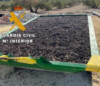 Economía.- Organizaciones agrarias y cooperativas, preocupadas por un posible aumento de los robos de aceituna