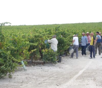 Economía.- Concluye la vendimia en Montilla-Moriles con una bajada de producción del 10% por la sequía y golpes de calor