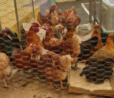 Economía.- Agricultura abre la consulta pública de la actualización normativa sobre la comercialización de aves y huevos