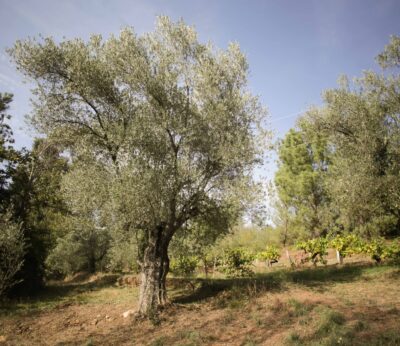 Economía.-COAG denuncia que Agricultura no concreta el mecanismo que evita la volatilidad de precios del aceite de oliva