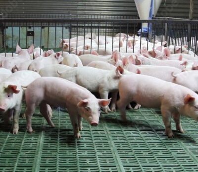 Economía.- El 75% de las granjas de porcino incoporan técnicas para reducir los niveles de emisiones de amoniaco