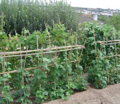 Economía.- La Eurocámara pide aumentar la producción de proteínas vegetales en la UE y reducir dependencia de terceros