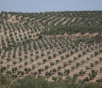 Economía/Agricultura.- Organizaciones agrarias ven en las últimas lluvias «un respiro» para el olivar
