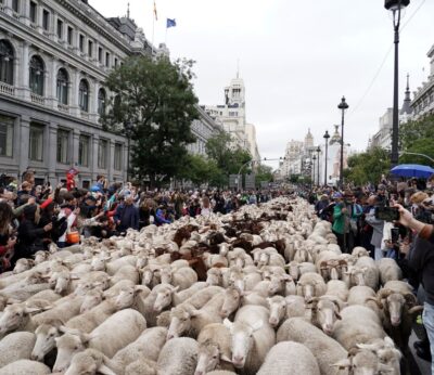 Economía.- Madrid celebra este domingo la Fiesta de la Trashumancia en el 750 aniversario del Real Concejo de la Mesta