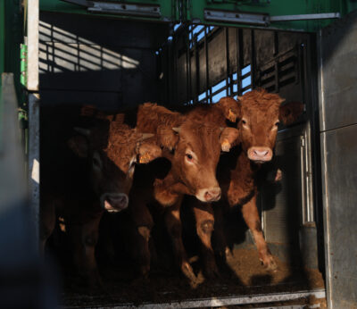 Economía/Ganadería.- UGAM ve «muy complicada» la situación por la enfermedad hemorrágica, con más de 1.000 vacas muertas