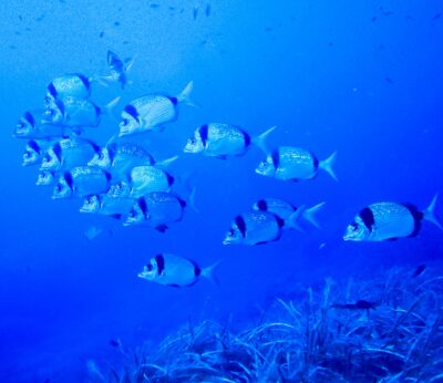 Economía.- Agricultura compra nueva tecnología para avanzar en la modernización del control de reservas marinas