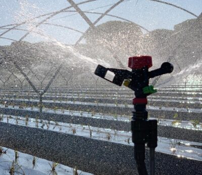 Economía.- UPA lamenta «graves estragos» del temporal en la campaña de frutos rojos, sobre todo en la frambuesa