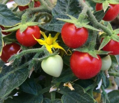 Economía.- COAG reclama «medidas urgentes» contra la competencia desleal de importaciones de terceros países de tomates