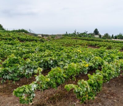 Economía.- La vendimia de Gran Canaria alcanza los 363.327 kilos en 2023, un 20,6% menos