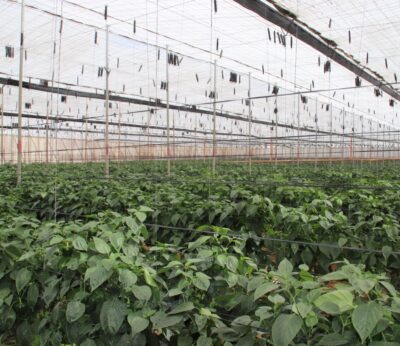 Economía.- El Gobierno destina 11,88 millones de euros para financiar el Plan Anual de Seguros Agrarios