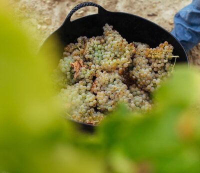 Economía.- Gobierno y CCAA reparten 91,6 millones en ayudas a inversiones para el sector del vino