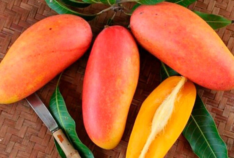 Maha Bliss es la nueva variedad de mango que está a punto de revolucionar el mercado