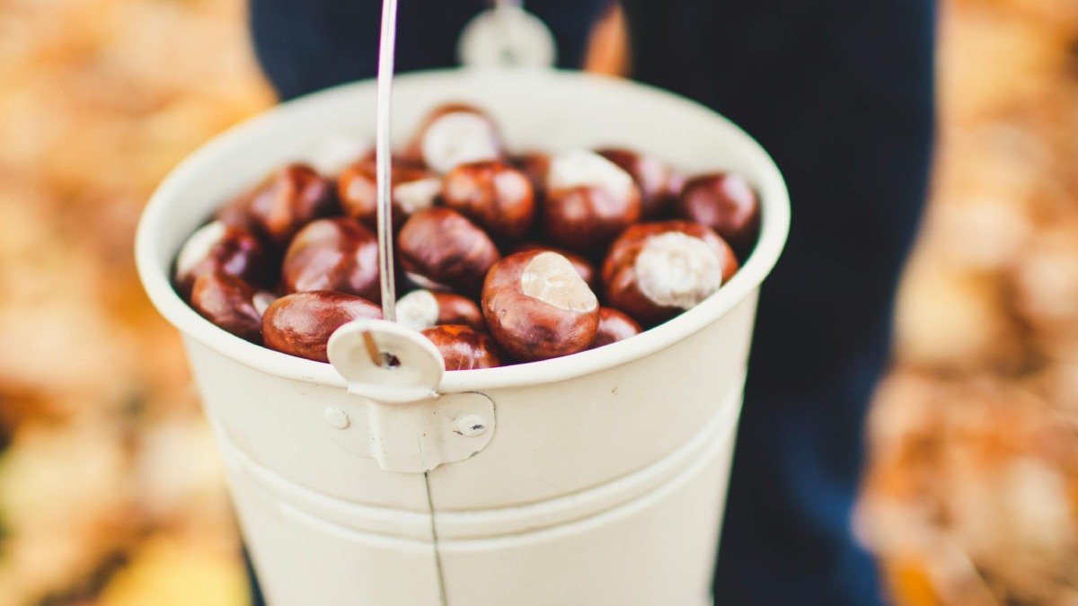 How to prepare boiled chestnuts, the Galician autumn recipe