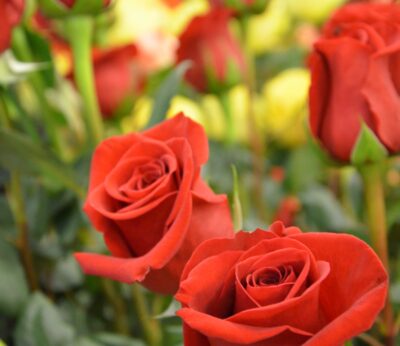 Economía.- La campaña de flor cortada en el Día de Todos los Santos se ha visto «apretada» por el aumento de precios