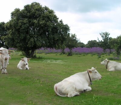 Economía.- La Comunidad de Madrid anuncia ayudas para ganaderos afectados por la EHE, ‘el Covid de las vacas’