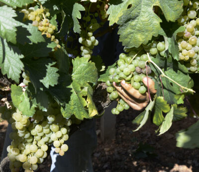 Economía.- Gobierno agiliza la aplicación de las medidas de la intervención sectorial vitivinícola en caso de crisis