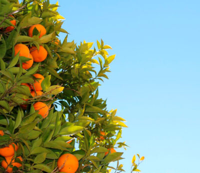 ¿Por qué se han duplicado los futuros de zumo de naranja en lo que va de año?