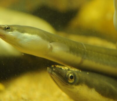 Economía/Pesca.- Los chefs ‘Relais & Chateaux’ se comprometen a dejar de cocinar anguilas para impedir su extinción