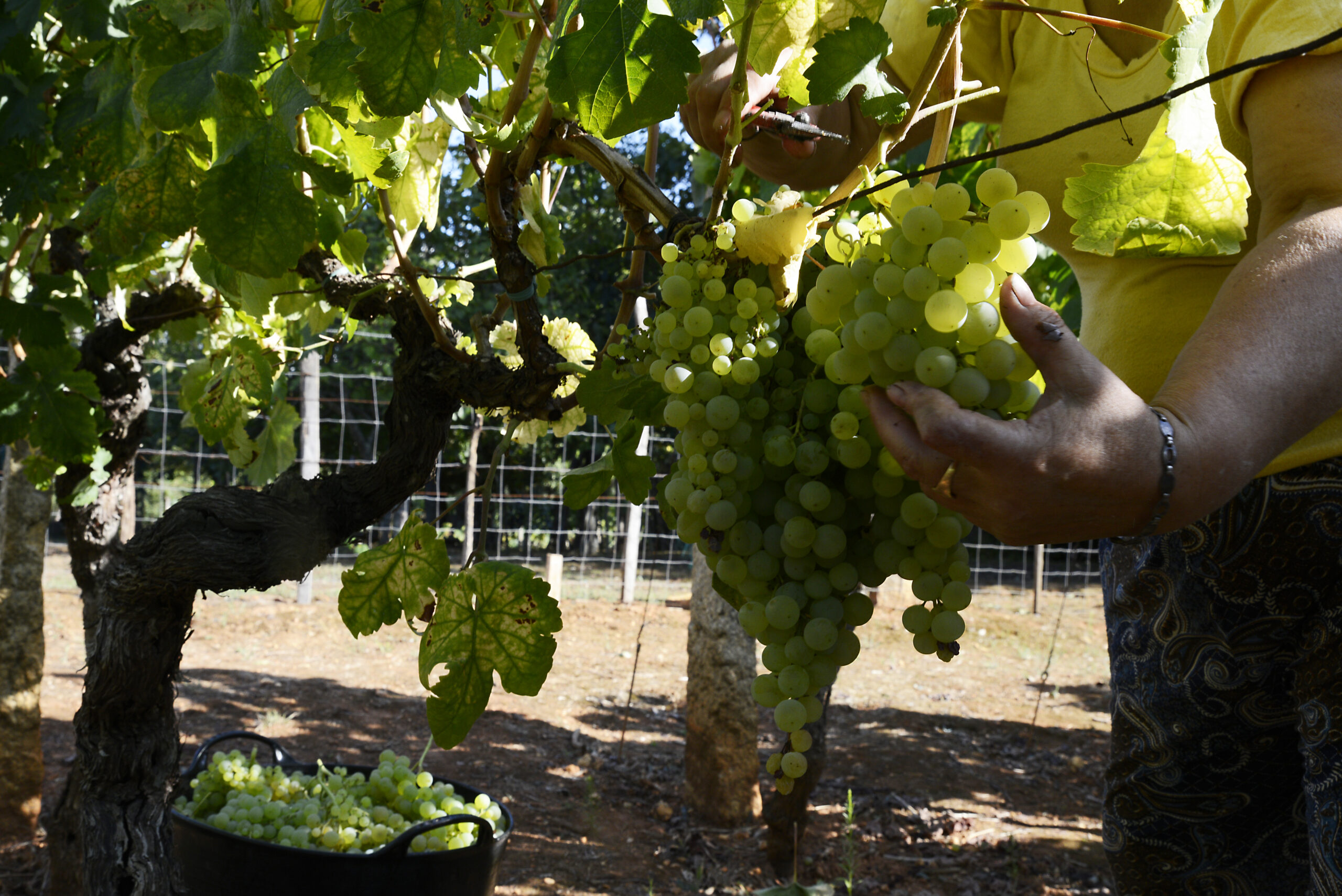 Economia.- Spagna, Francia e Italia studiano misure comuni per garantire il futuro del settore vitivinicolo