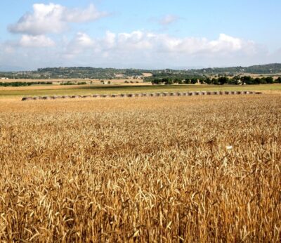 Economía.- Bruselas da luz verde a un plan español de 400 millones en ayudas a agricultores por primas de seguro