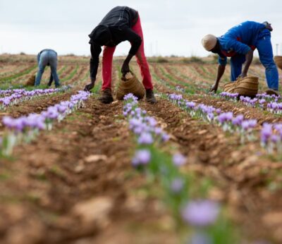 Economía.-La cosecha de azafrán de La Mancha se desploma un 40% hasta 280 kilos y alcanza la cifra más baja de la década