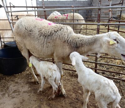 Economía.- Anice lamenta que se ponga en entredicho la trazabilidad del cordero europeo