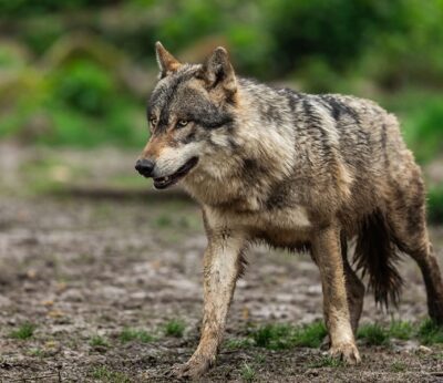 Economía.- Ganaderos piden activar las mesas sectoriales del lobo tras la propuesta de Bruselas de rebajar su protección